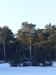 FZ011078 Snow on tree in Soesterduinen.jpg